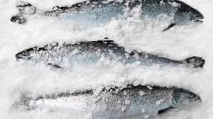 🐟 Request for Cooperation Regarding the Supply of Frozen Fish from Turkey