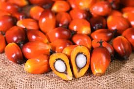 🌴 Request for Palm Kernel Supply for Mills – Syria