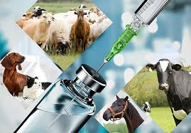 🐾 Veterinary Product Import Request – Poultry, Pet and Calf Feeding Products (Sourced from Türkiye)