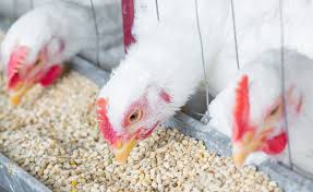 🐔 REQUEST FOR POULTRY FEED ADDITIVES (POWDER FORM) FOR THE EGYPT MARKET.
