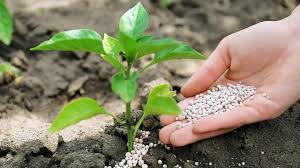 🌱 DEMAND FOR AGRICULTURAL FERTILIZER AND PLANT NUTRITION PRODUCTS FOR THE EGYPT MARKET