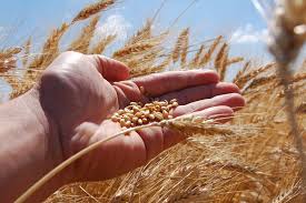 🌱 DEMAND FOR AGRICULTURAL FERTILIZER, PESTICIDE AND SEED SUPPLY FOR THE EGYPT MARKET