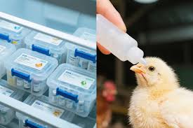 💉 REQUEST FOR COLLABORATION WITH VETERINARY VACCINE MANUFACTURERS – EGYPTIAN MARKET
