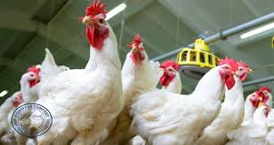 🐔 DEMAND FOR BREEDING AND LIVE POULTRY SUPPLY (MEAT & LAYING) – EXPORT OPPORTUNITY FROM TURKEY TO IRAQ