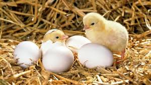 🥚 HATCHING EGGS SUPPLY REQUEST – EXPORT OPPORTUNITY FROM TURKEY TO IRAQ