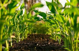 🌿 OPPORTUNITY FOR COLLABORATION IN AGRICULTURE AND NATURAL OIL PRODUCTION, TARGETING THE EGYPT MARKET.