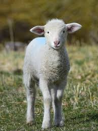 🐑 DIRECT CALL TO PRODUCERS TO SUPPLY 5,000 LIVE SHEEP FOR THE TRIPOLI MARKET IN LIBYA.