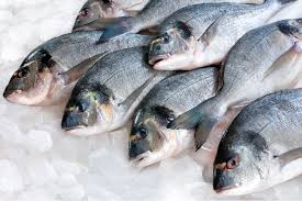 🐟 DIRECT CALL TO PRODUCERS FOR FROZEN FISH SUPPLY TO THE LIBYAN FOOD MARKET