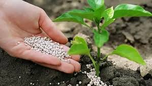 🌱EXPORT OPPORTUNITY TO EGYPT FOR FERTILIZERS AND AGRICULTURAL CHEMICALS