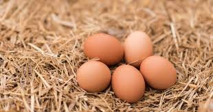 🥚 Chicken Egg Import Demand – Regular Supply for the Iraqi Market