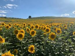 🌻SUNFLOWER SEED (SYRIAN TYPE) EXPORT OPPORTUNITY IN EGYPT