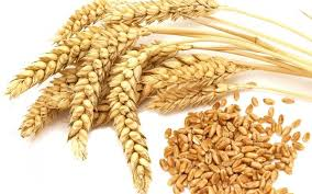 🌾WHEAT (PROTEIN 11.5%) EXPORT OPPORTUNITY TO SYRIA