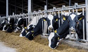 🌾 Support for Production in Difficult Conditions: Yemen Requests Bulk Supply of Agricultural and Animal Products