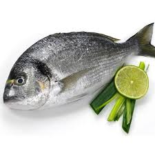 🐟 Mexican Importer Requests Sea Bream Fish from Turkey – Direct Producer Wanted