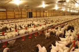 🐓 Poultry and Biosecurity Buildings in Bahrain – Phase 2 Construction Tender