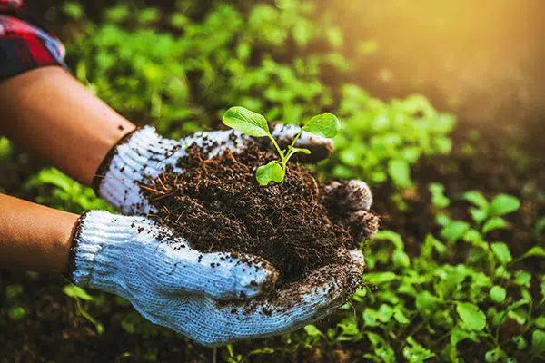 🌱🌍 New Collaboration Opportunity for Organic Fertilizer!