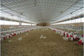 🐔🔨♻️ Syria – Hama Poultry Farming Facility: 2026/1st Half Year “Liquid Manure (Chicken Excrement – ​​Zırk Sail)” First Auction (Hama)