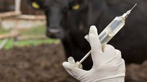 🐄 Tunisia's Request for Veterinary Vaccine Supply for the Period 2026–2027