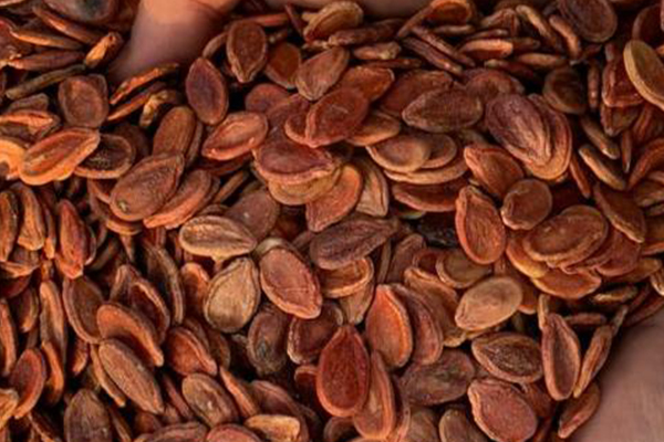بذور البطيخ