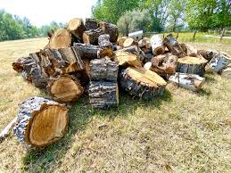 🌳 Syria – Shahin Farms Establishment – ​​Agricultural Wood (Apple and Pear Trees) Sale Tender (Tender No: 82954)