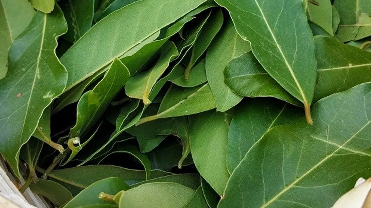 ورق الغار