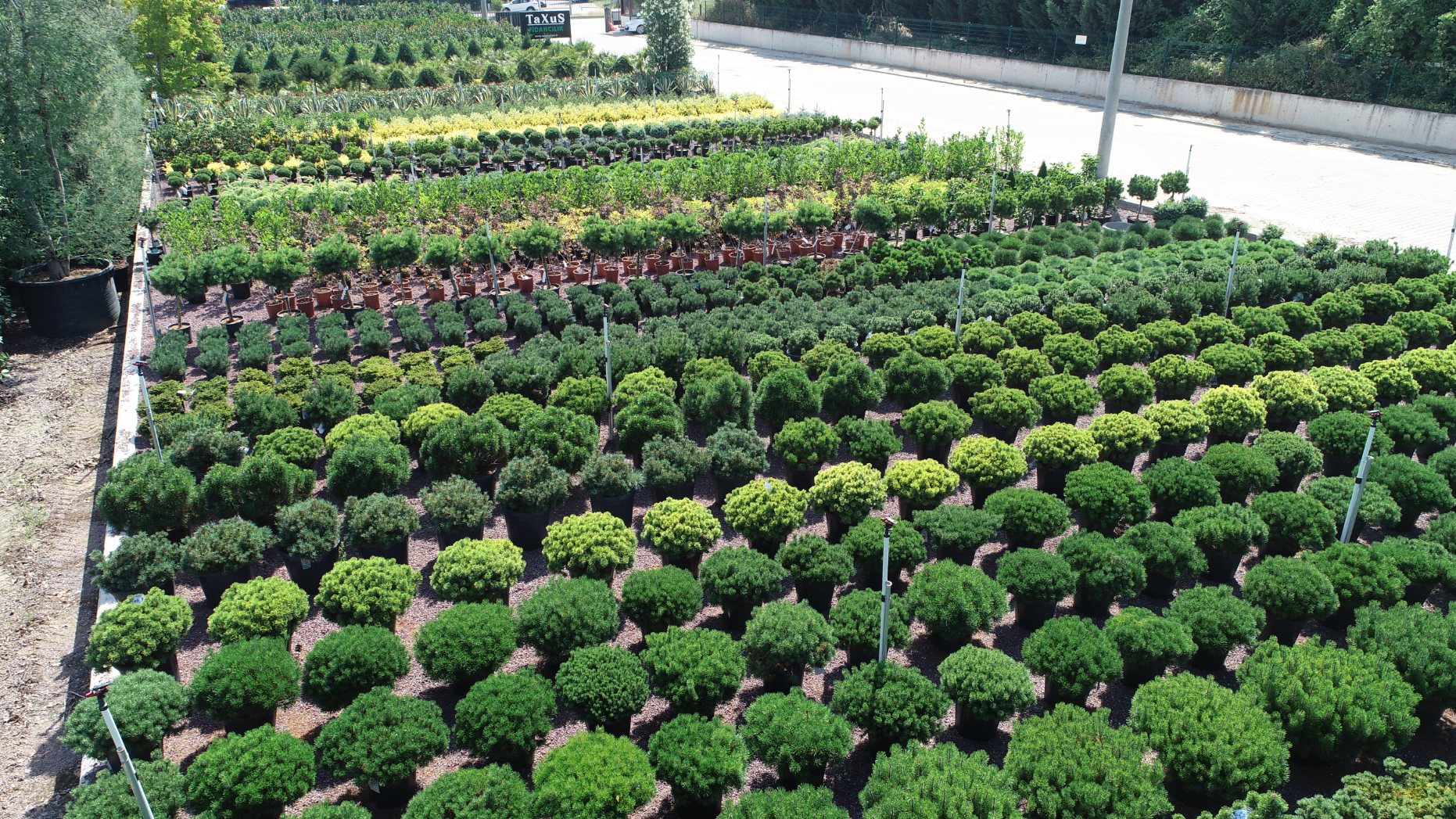Taxus