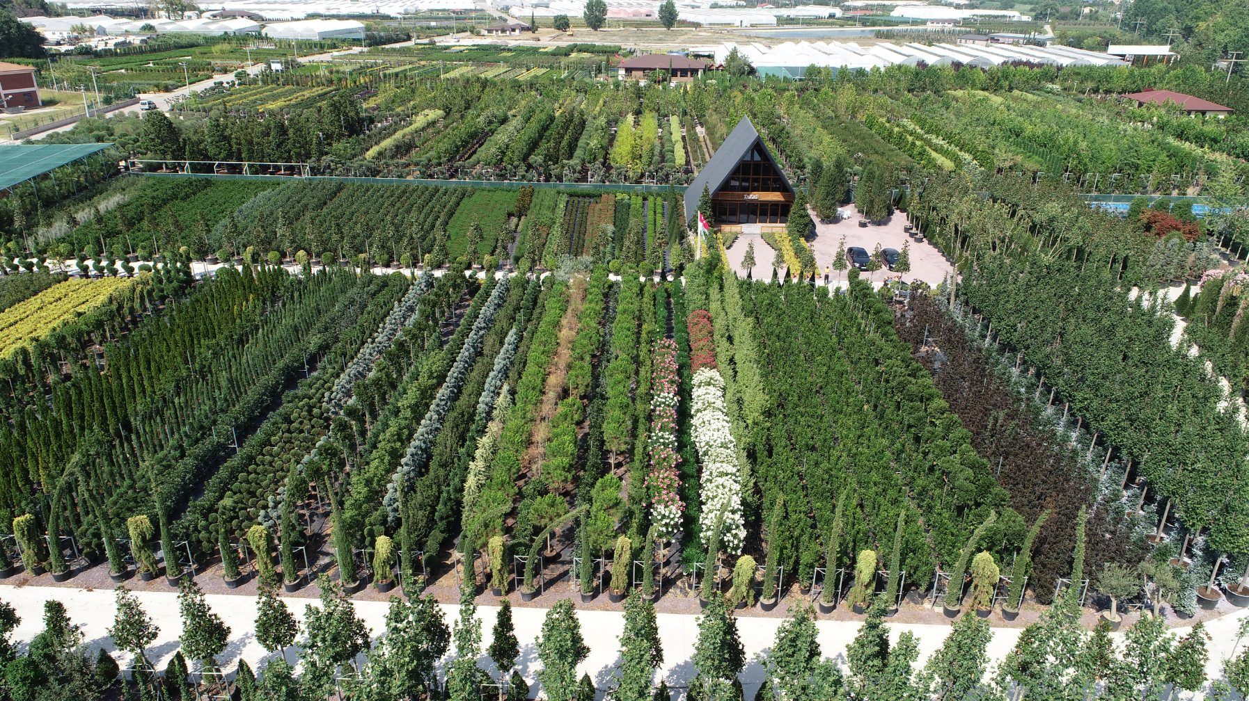 Taxus