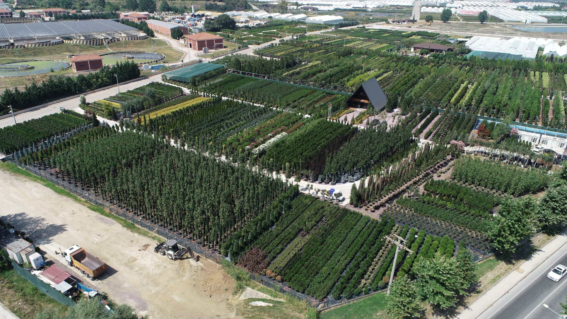Taxus