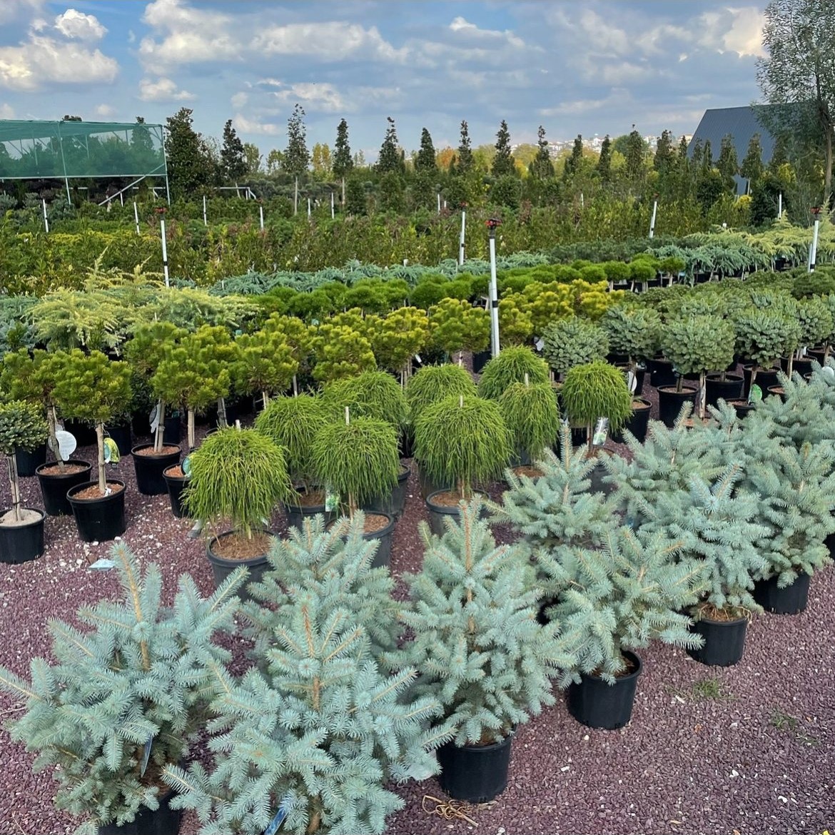 Taxus