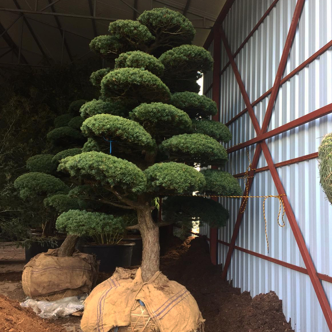 Taxus