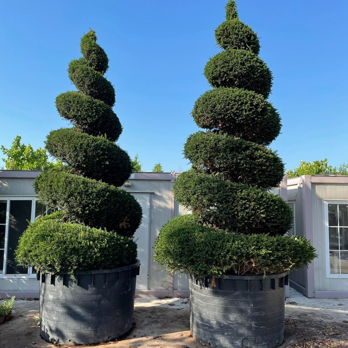 Taxus