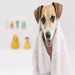 Pet Textiles