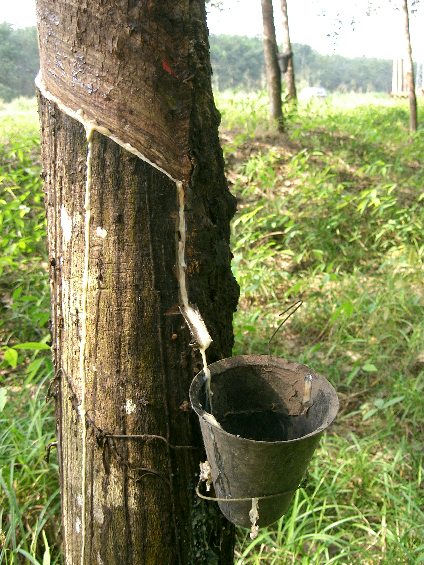 Natural Rubber Properties