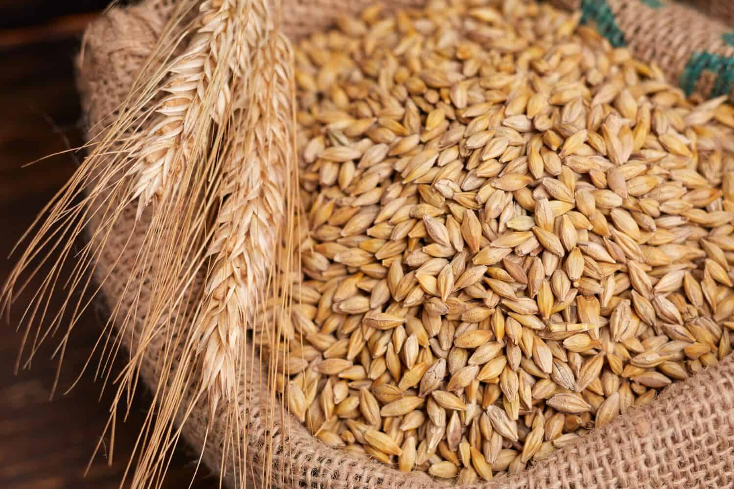Animal Feed / Fodder